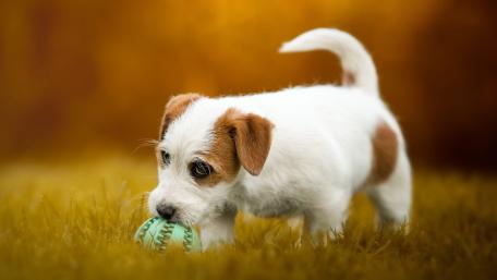 Adorable Jack Russell Terrier Puppy Playing with a Ball wallpaper