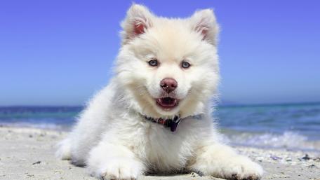 Fluffy White Puppy on Beach Bliss wallpaper