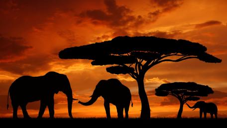 Sunset Silhouettes of Majestic Elephants wallpaper