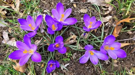 Vibrant Purple Crocuses in Bloom wallpaper