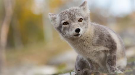 Arctic Fox in Autumn Splendor wallpaper