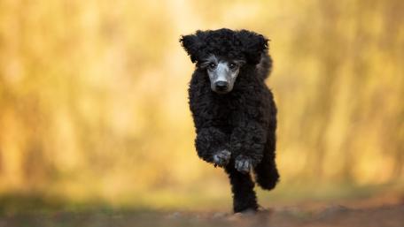 Black Poodle in Golden Light wallpaper