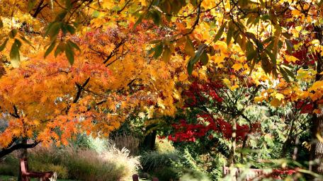 Autumnal Hues of Tranquility in a City Park wallpaper
