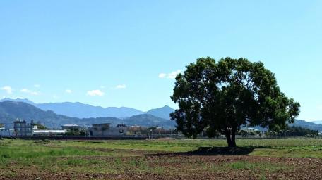 Large tree in Xinshe wallpaper