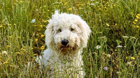 Labradoodle in a Sunlit Meadow wallpaper
