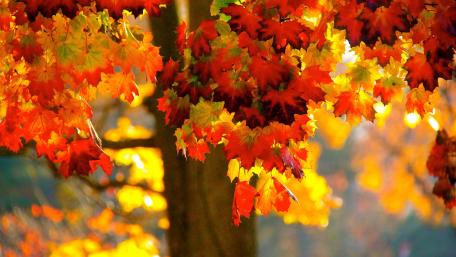 Vibrant Autumn Symphony wallpaper