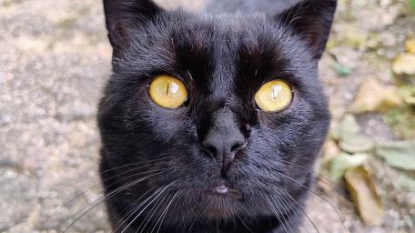 Mystical Stare of the Black Cat wallpaper