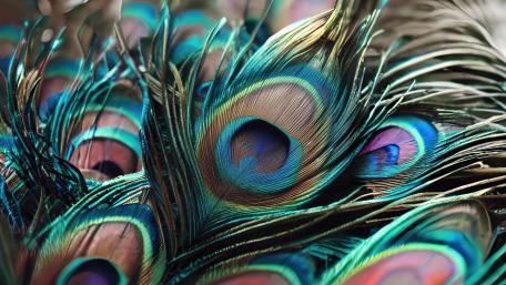 Peacock feathers - Closeup wallpaper