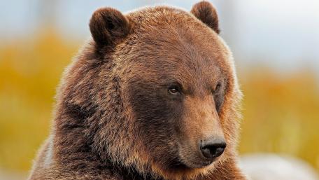Majestic Grizzly Bear Close-Up wallpaper