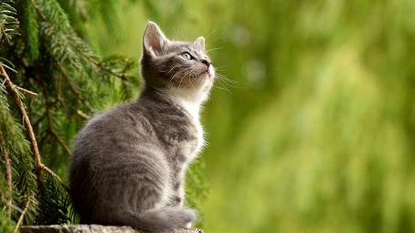 Grey Kitten Gazing Up in Nature wallpaper