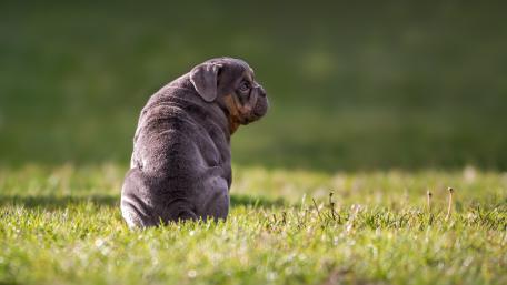 Pondering Puppy in the Meadow wallpaper