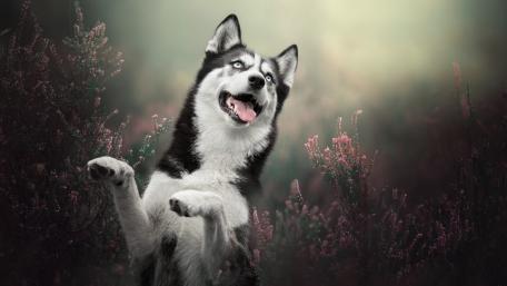 Playful Husky in Spring Bloom wallpaper