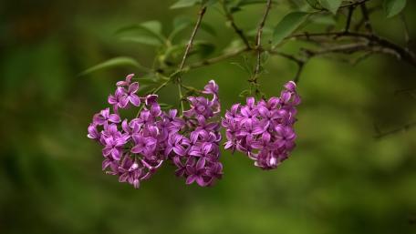 Lilac Blossoms in Ethereal Light wallpaper