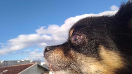 Charming Chihuahua Against a Beautiful Sky wallpaper