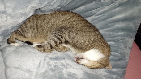 Cozy Cat Napping on Soft Blanket wallpaper