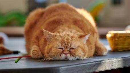 Sleeping Ginger Fluff on a Sunny Day wallpaper