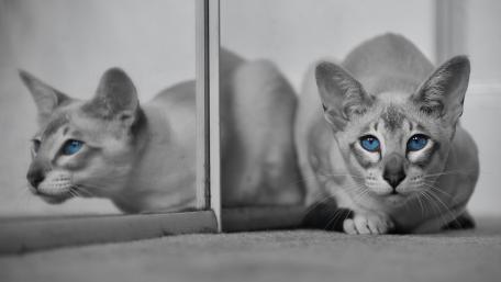 Mystical Gaze of a Siamese Cat wallpaper