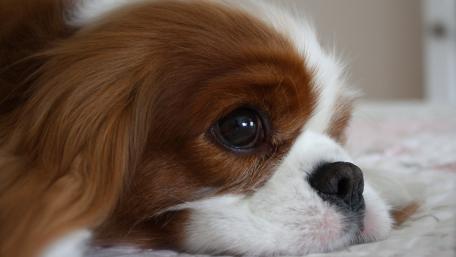 King Charles Spaniel Up Close wallpaper