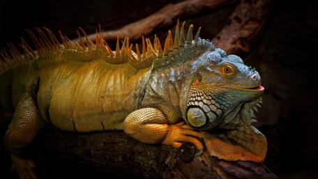 Majestic Iguana in its Natural Habitat wallpaper