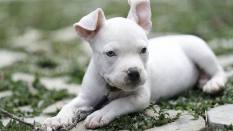 Playful White Pit Bull Puppy wallpaper