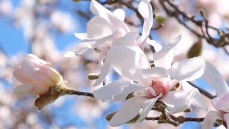 Spring Awakening with Magnolia Blossoms wallpaper