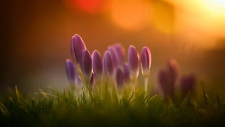 Sunset Embrace of Spring Crocuses wallpaper