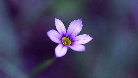 Purple Petals in Soft Focus wallpaper