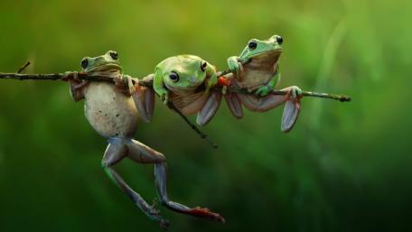 Three Frogs Hanging Out on a Branch wallpaper