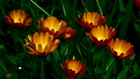 Glowing Pot Marigolds Bring Vibrant Energy to Spaces wallpaper