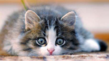 Fluffy Kitten's Curious Gaze wallpaper