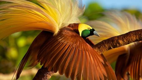 Greater bird-of-paradise wallpaper
