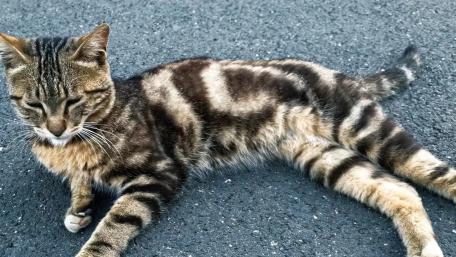 Playful Tabby Cat on Asphalt Road wallpaper
