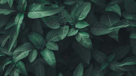 Green leaves wallpaper