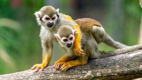Curious Squirrel Monkeys in Nature wallpaper