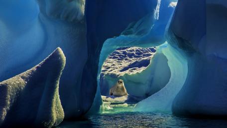 Seal Among the Ice Caves wallpaper