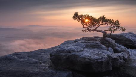 Lone Tree at Sunrise in Saxon Switzerland National Park wallpaper