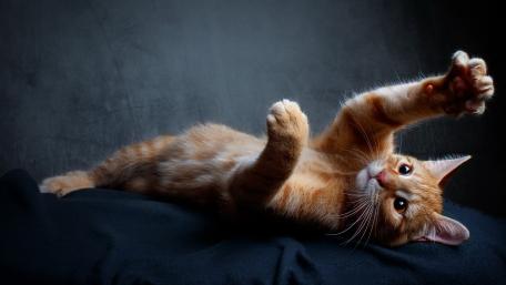 Playful Ginger Tabby Cat Relaxing on a Cozy Surface wallpaper
