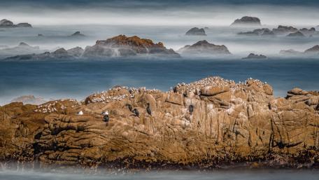 Seabirds Perched on Rocky Shore at Asilomar Beach wallpaper