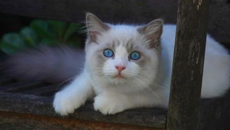 Blue-Eyed Ragdoll Cat Charm wallpaper