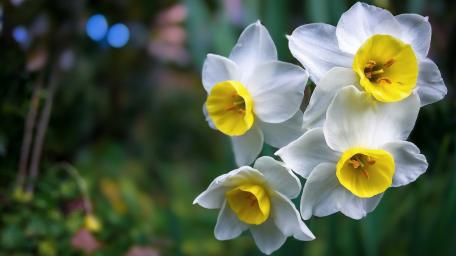 Radiant Daffodils in Bloom wallpaper