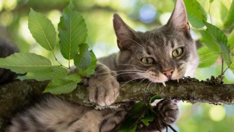 Playful Grey Cat in a Tree Among Green Leaves wallpaper