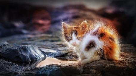 Fluffy Kitten by the Water wallpaper