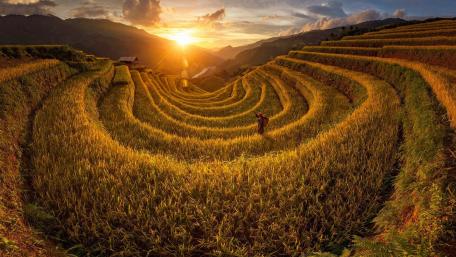 Golden Sunset Over Mu Cang Chai Rice Terraces wallpaper