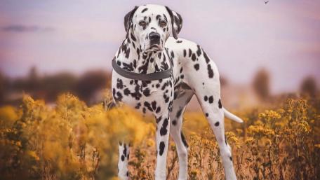 Spotted Elegance in the Wildflowers wallpaper