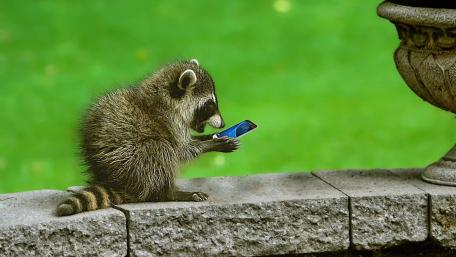 Texting Baby Raccoon wallpaper