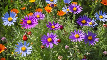 Vibrant European Michaelmas Daisy Garden wallpaper