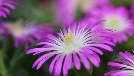 Pink Xeranthemum Flower Burst wallpaper