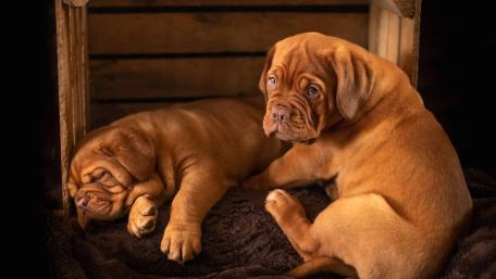 Adorable Puppies of Dogue de Bordeaux Breed wallpaper