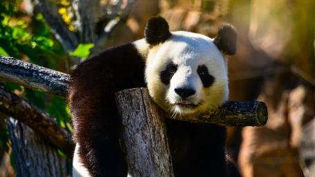 Panda Relaxing in the Sun wallpaper