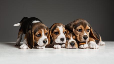 Adorable Beagle Puppies wallpaper